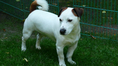 Jack-Russell-Terrier Bello