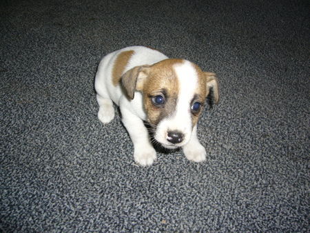 Jack-Russell-Terrier Noch ein wenig ängstlich