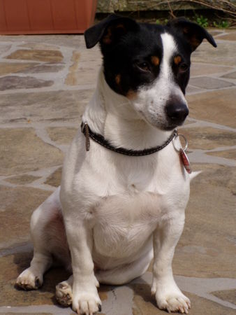 Jack-Russell-Terrier Unser bester Freund