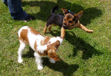 Jack-Russell-Terrier spielen macht sooo viel Spaß