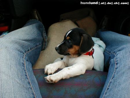 Jack-Russell-Terrier Meine erste Autofahrt(10 Wochen alt)