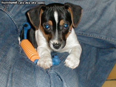 Jack-Russell-Terrier