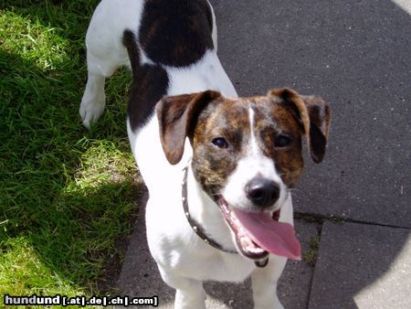 Jack-Russell-Terrier Goofy aus Hamburg