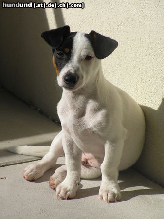 Jack-Russell-Terrier Unser ganzer Stolz