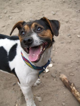 Jack-Russell-Terrier Unser Gonzo vor dem Stöckchenwurf