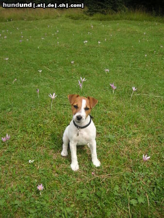 Jack-Russell-Terrier