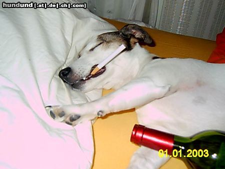 Jack-Russell-Terrier War das ne Party