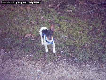 Jack-Russell-Terrier Arek