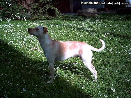 Jack-Russell-Terrier Unsere Jacky. 