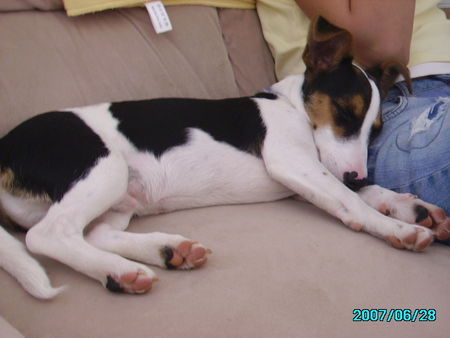 Jack-Russell-Terrier noch ohne Stehohren