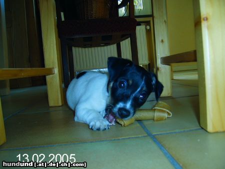 Jack-Russell-Terrier mmmhmm..lecker