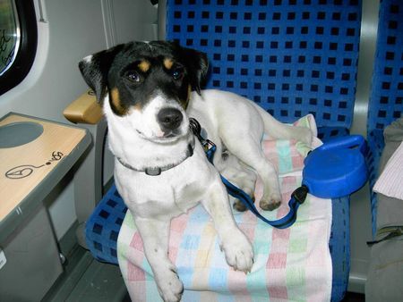 Jack-Russell-Terrier ... vertrage Autofahren nicht!!!