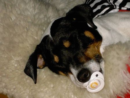 Jack-Russell-Terrier ,,, unser taubes Flötchen ...