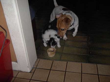 Jack-Russell-Terrier Hey das ist mein Knochen