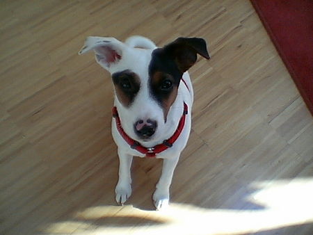 Jack-Russell-Terrier Emma vom Bauernhof, 7 Monate alt..