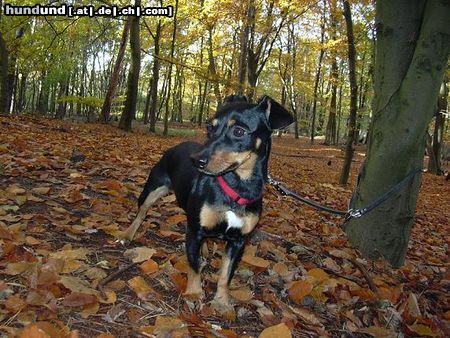 Jack-Russell-Terrier