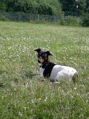 Jack-Russell-Terrier Meine kleine Fenja