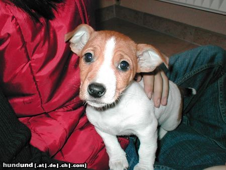 Jack-Russell-Terrier das is meine süe Piper