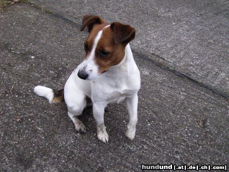 Jack-Russell-Terrier Guck' mal, mir kann keiner widerstehen ... 