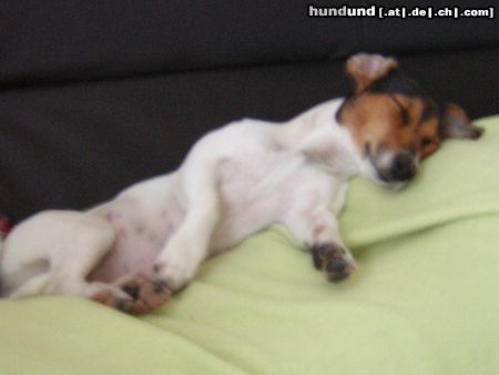 Jack-Russell-Terrier