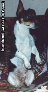 Jack-Russell-Terrier Das war Sheila ! Rest in peace !