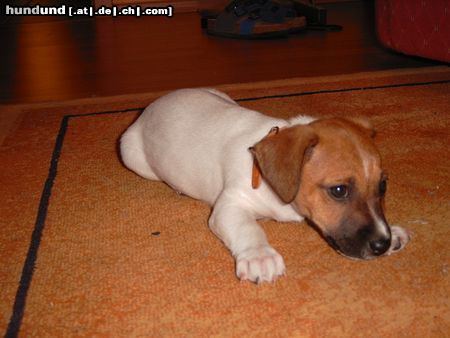 Jack-Russell-Terrier Das ist 