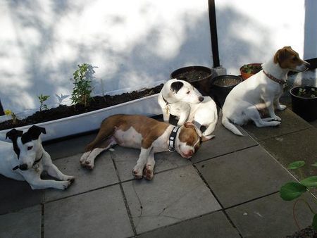 Jack-Russell-Terrier Starski,Nicki,Alexis und Nelli