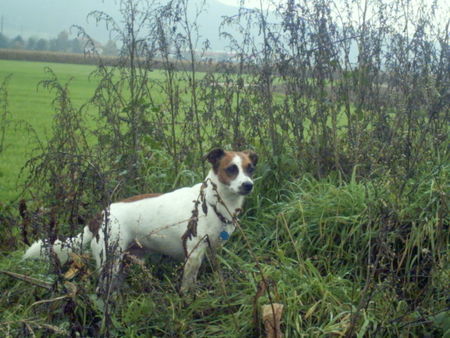 Jack-Russell-Terrier Samson auf der Pirsch