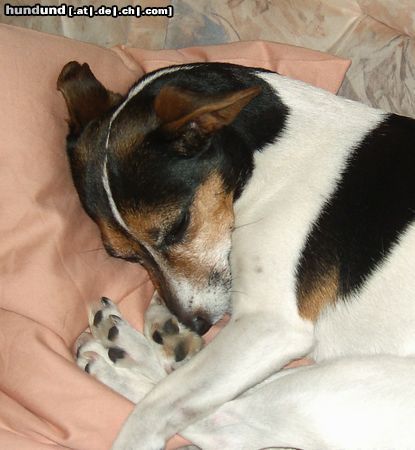 Jack-Russell-Terrier Das 