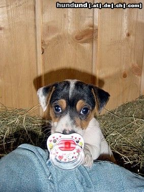 Jack-Russell-Terrier Schnullerhund