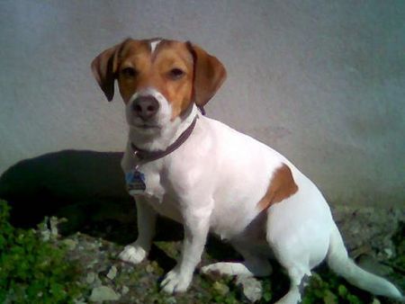 Jack-Russell-Terrier sonnenbaden