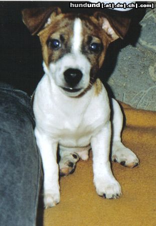 Jack-Russell-Terrier Spike 3 Monate