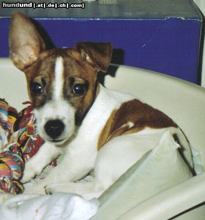 Jack-Russell-Terrier Spike 3 Monate