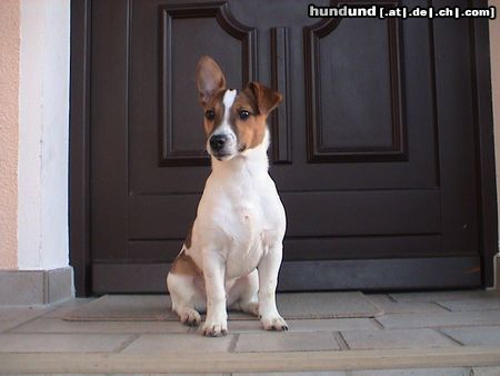 Jack-Russell-Terrier unsrer stolzer Nico (5 Monate)