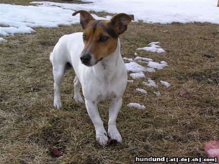 Jack-Russell-Terrier Sunny