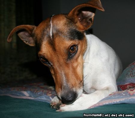 Jack-Russell-Terrier