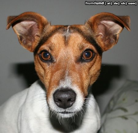 Jack-Russell-Terrier Sunny