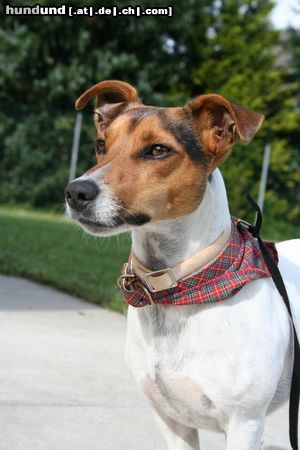 Jack-Russell-Terrier bald beginnt wieder die Schule