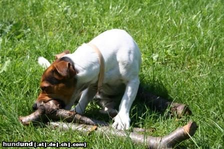 Jack-Russell-Terrier zum Nachtisch ein kleines Hölzchen