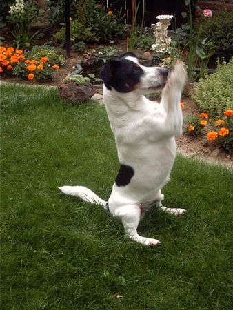 Jack-Russell-Terrier Unser Akrobat