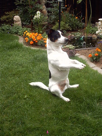 Jack-Russell-Terrier Hoffentlich bekomme ich bald was.