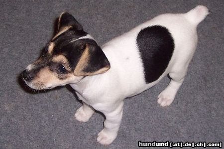 Jack-Russell-Terrier Terry