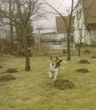 Jack-Russell-Terrier Waldi sah aus wie ein Jack Russel