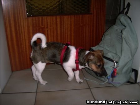 Jack-Russell-Terrier Lecker Rucksack