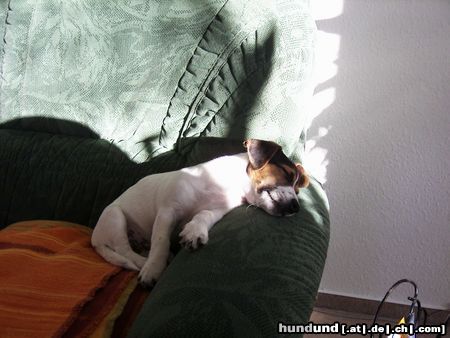 Jack-Russell-Terrier