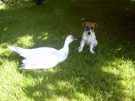 Jack-Russell-Terrier Fee und Donald ein Herz und eine Seele