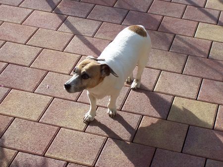 Jack-Russell-Terrier Cherry 15 Jahre alt