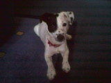 Jack-Russell-Terrier Vroni mit sechs Monate