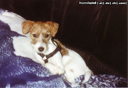 Jack-Russell-Terrier Da kuschele ich mich doch lieber in die Decke !!!