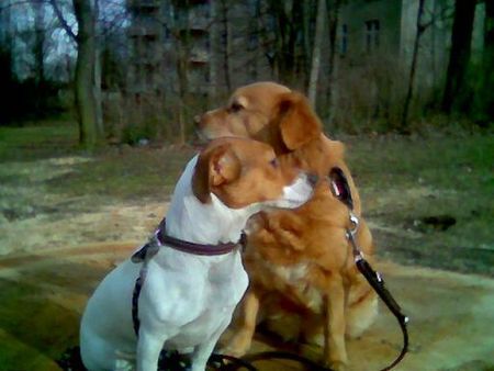 Jack-Russell-Terrier  nelli und susi